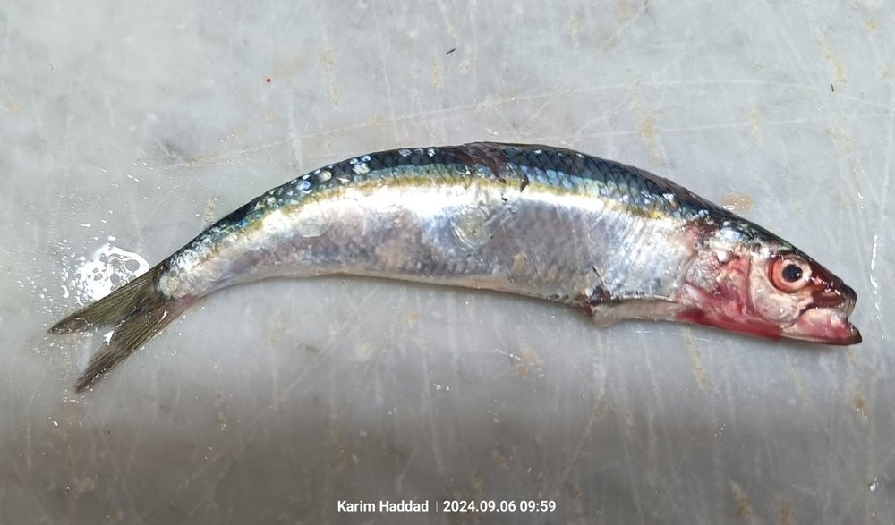 Alacha (Sardinella aurita)