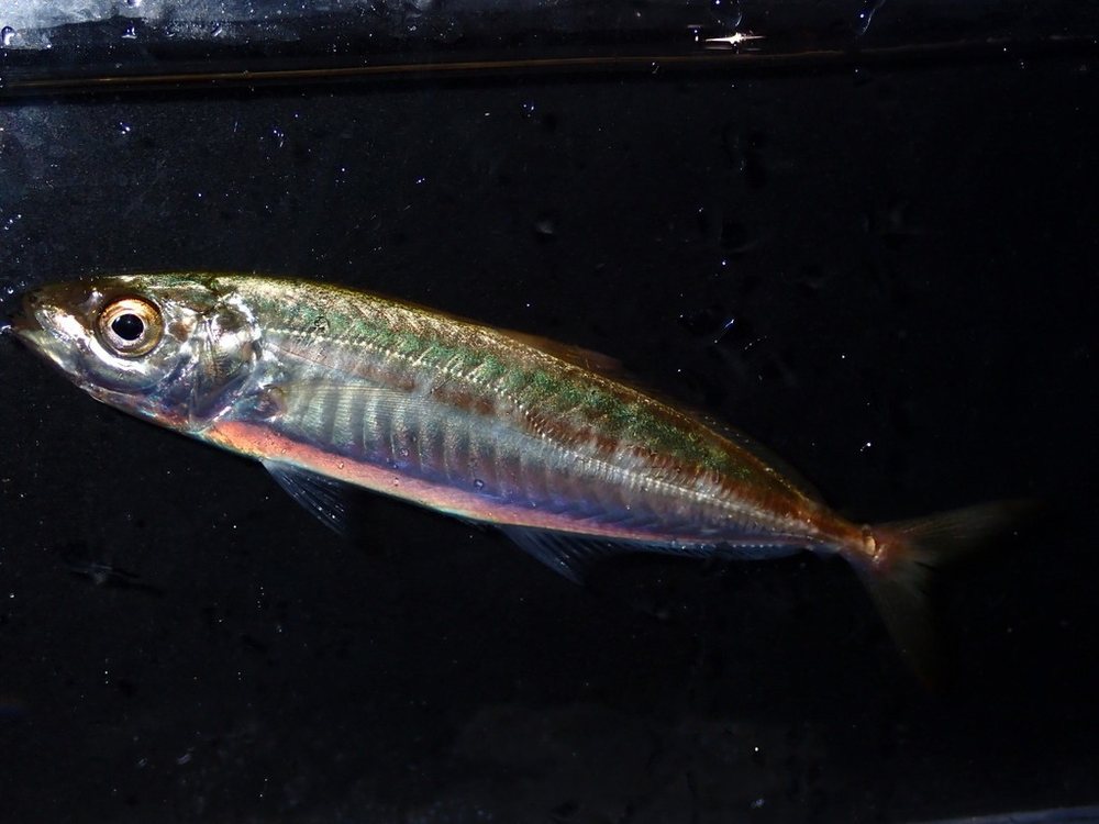 Round scad (Decapterus punctatus)