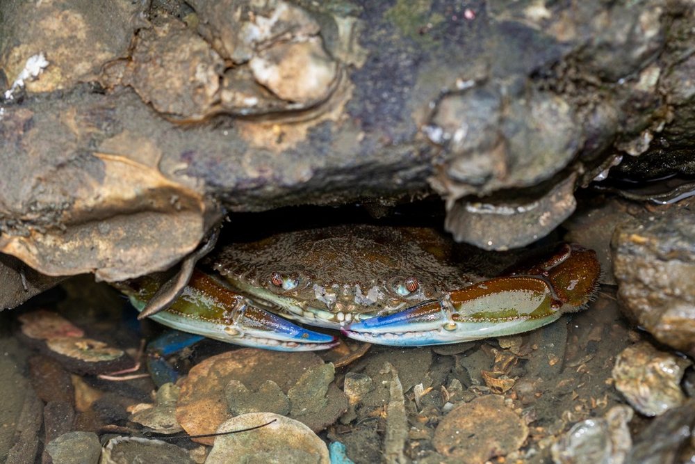 Rugose swimcrab (Callinectes exasperatus)