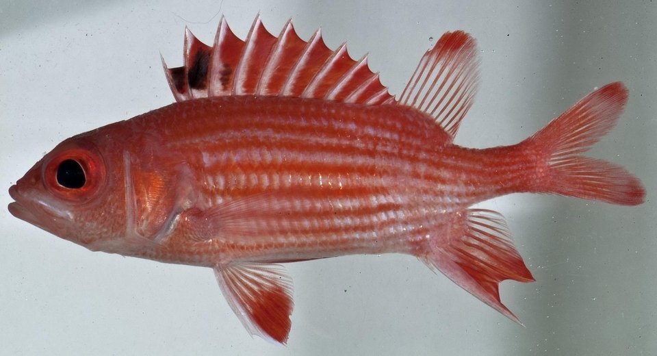 Sargocentron poco (Sargocentron poco)