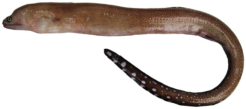 Gymnothorax conspersus (Gymnothorax conspersus)