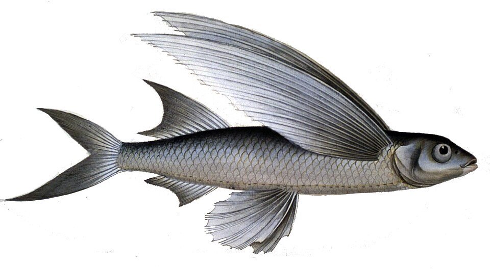 Sailfin flyingfish (Parexocoetus hillianus)