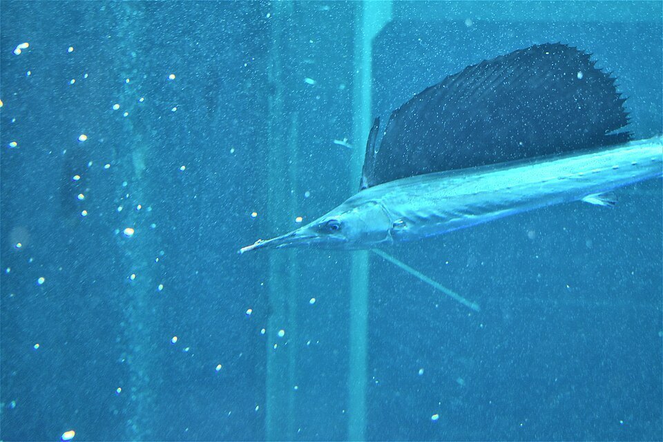 Atlantic sailfish