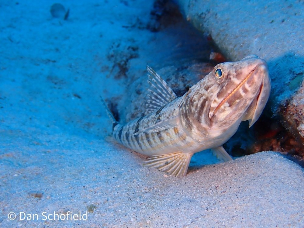 Sand diver (Synodus intermedius)