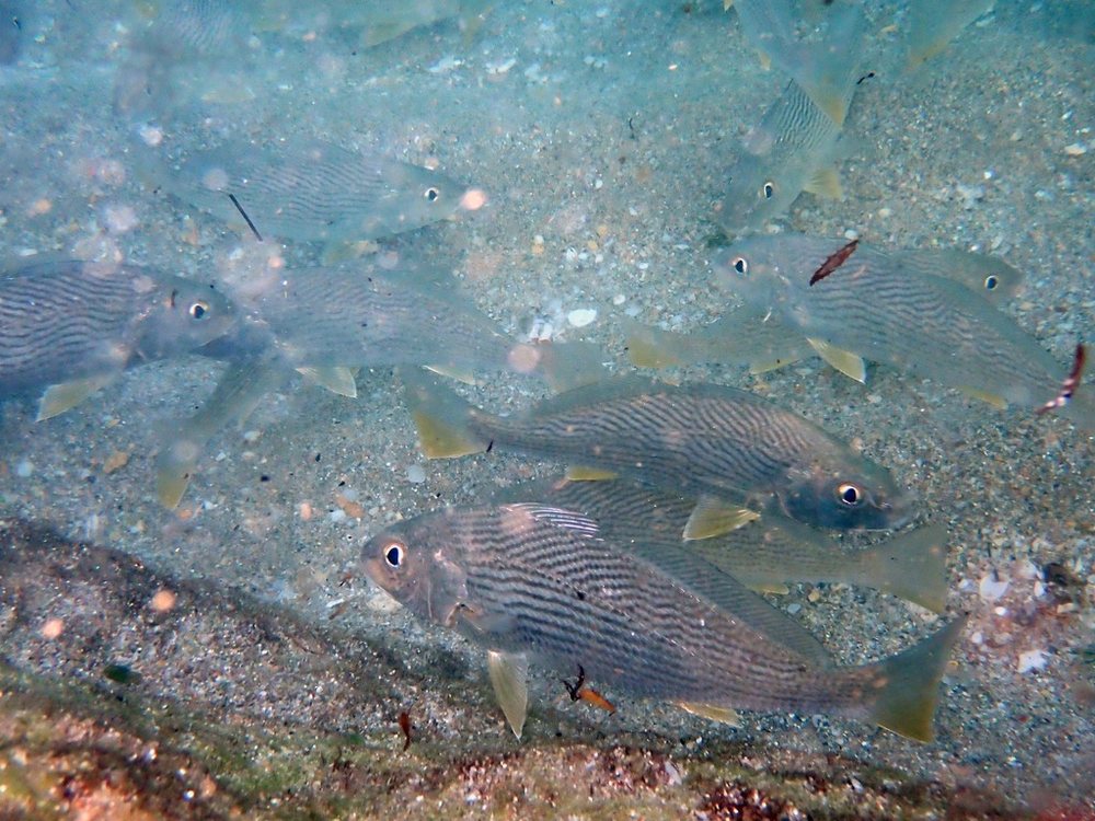 Verrugato petota (Umbrina coroides)