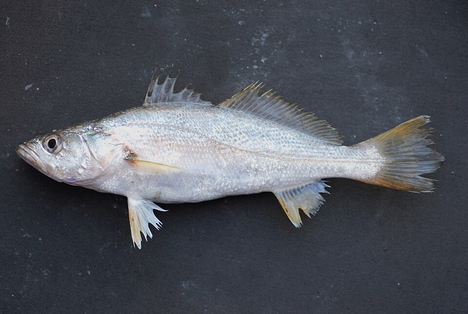 Sand seatrout (Cynoscion arenarius)