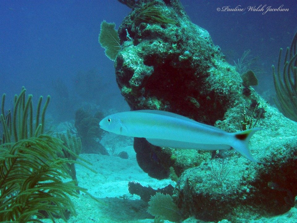 Matajuelo (Malacanthus plumieri)