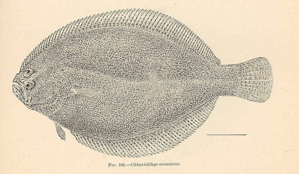Sand whiff (Citharichthys arenaceus)