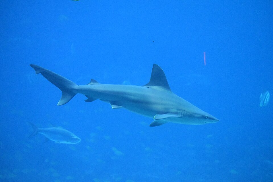 Sandbar shark (Carcharhinus plumbeus)