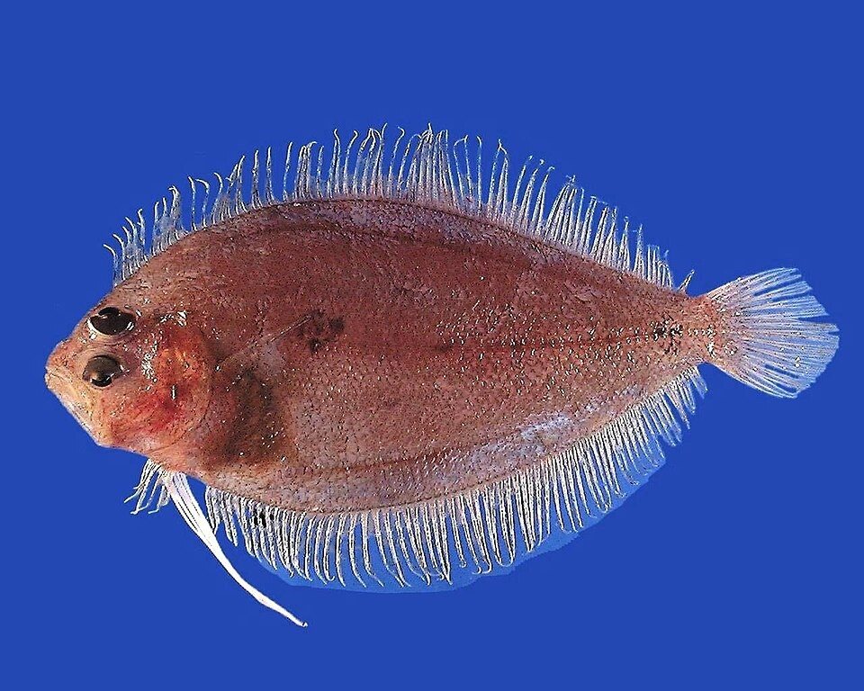 Trichopsetta ventralis (Trichopsetta ventralis)