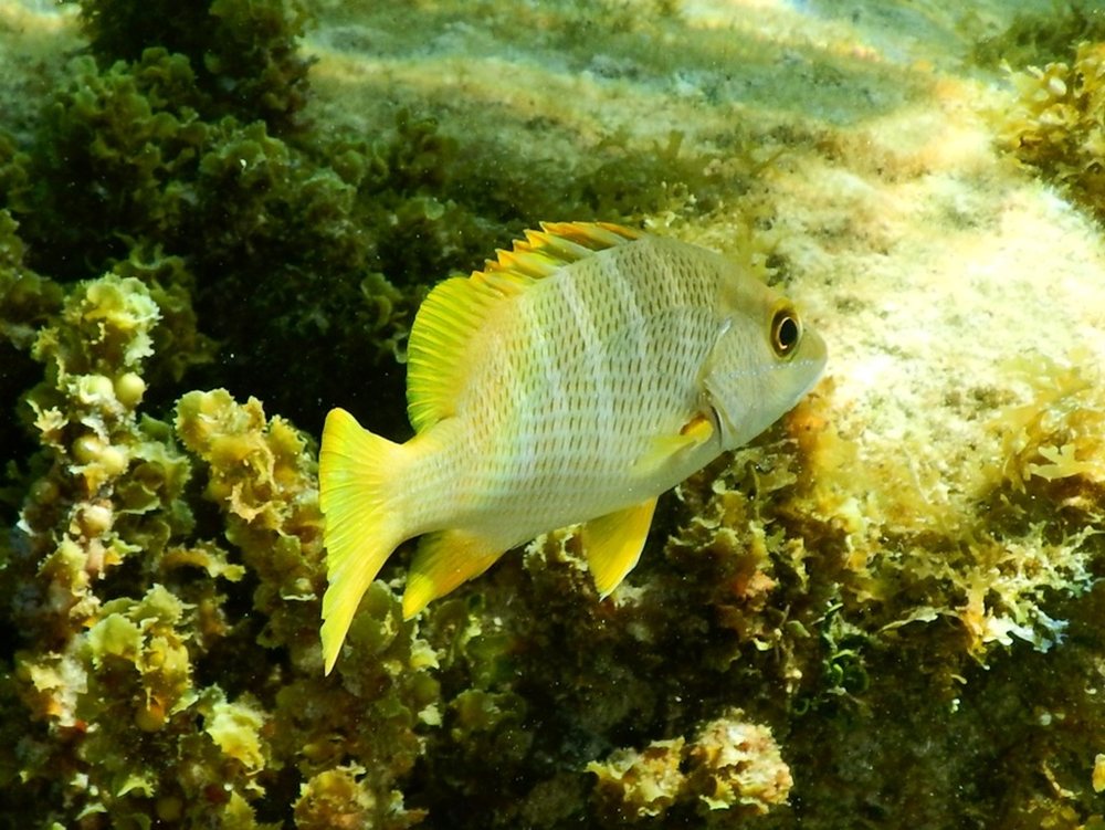 Schoolmaster snapper (Lutjanus apodus)