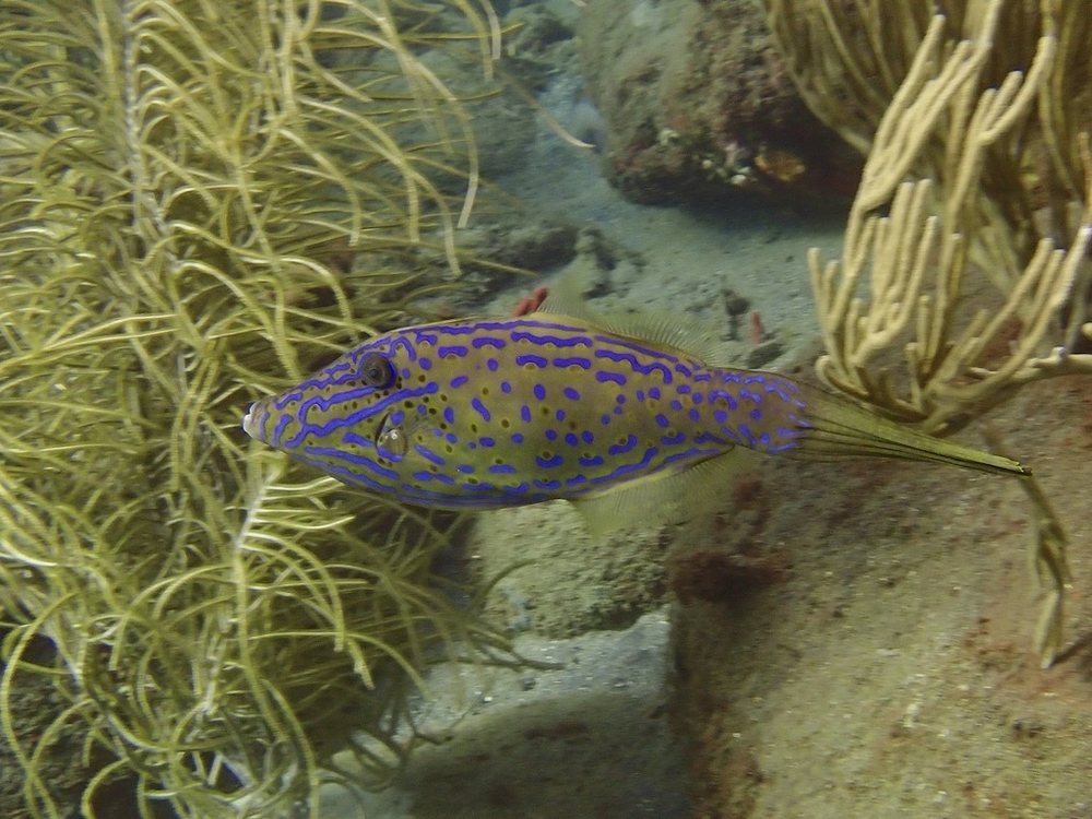 Lija trompa (Aluterus scriptus)
