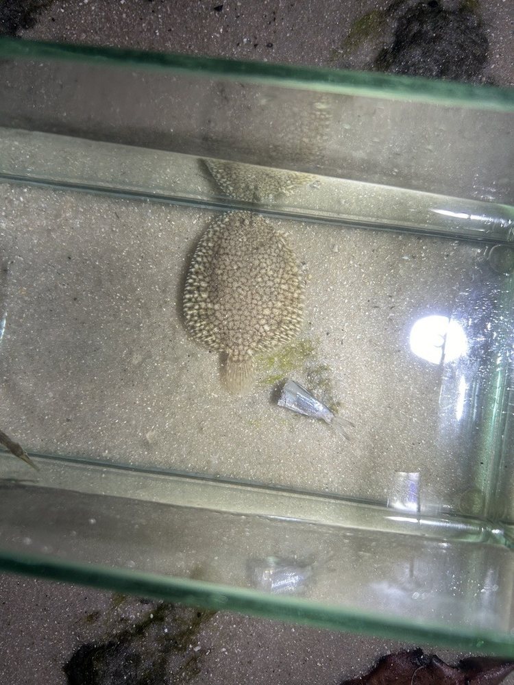 Scrawled sole (Trinectes inscriptus)