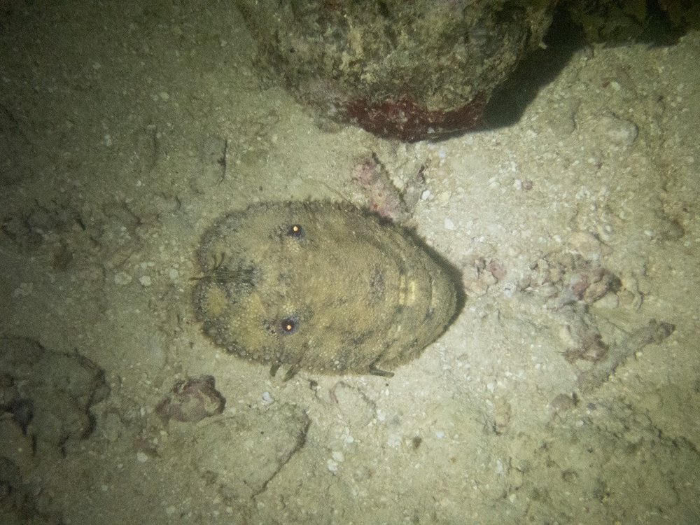 Sculptured mitten lobster (Parribacus antarcticus)