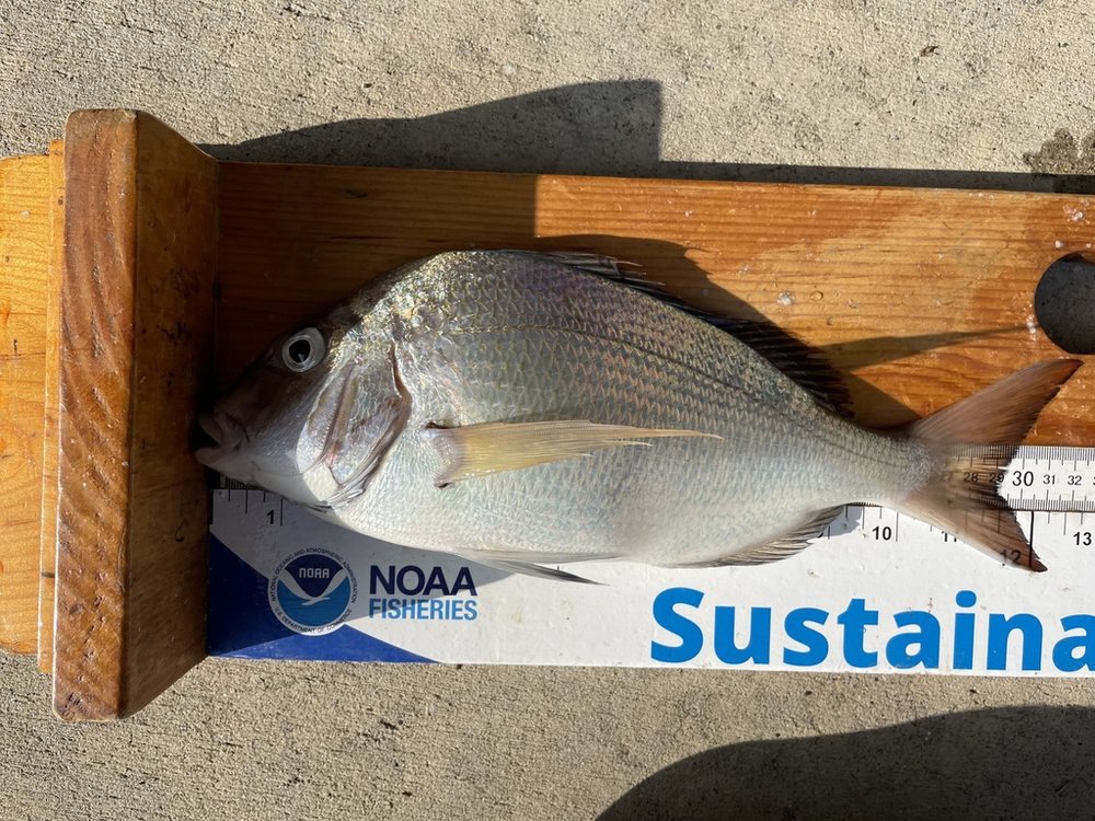 Scup (pargo norteño) (Stenotomus chrysops)
