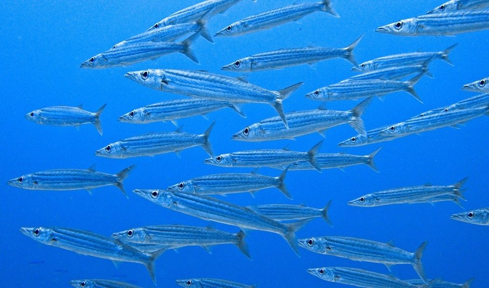 Sennet (Sphyraena borealis)