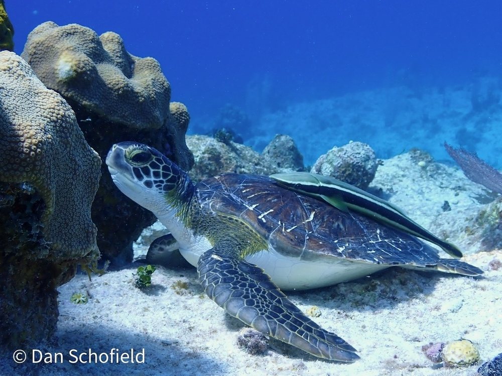 Sharksucker (Echeneis naucrates)