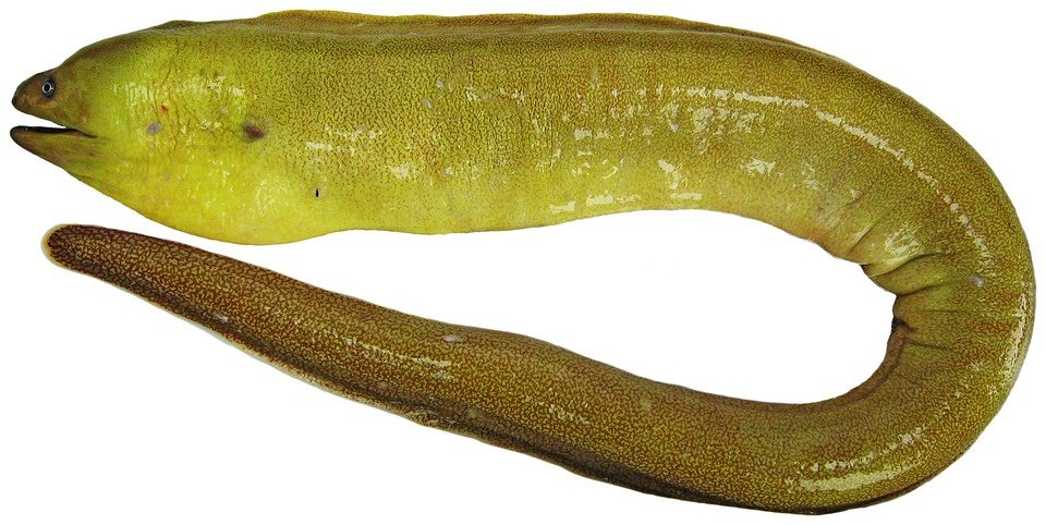 Sharktooth moray (Gymnothorax maderensis)