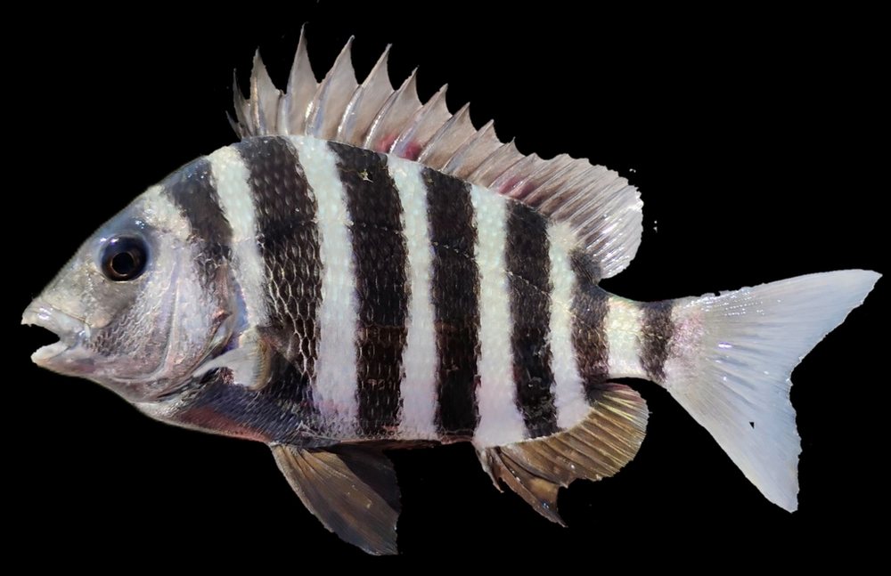 Sargo chopa (cabeza de carnero) (Archosargus probatocephalus)