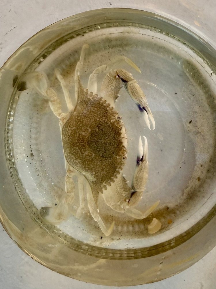 Shelligs crab (Callinectes ornatus)