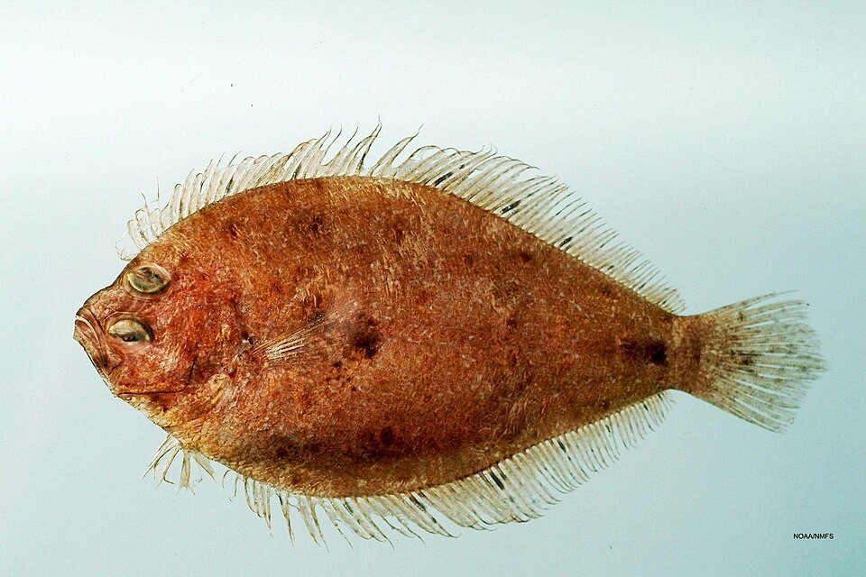 Shoal flounder (Syacium gunteri)