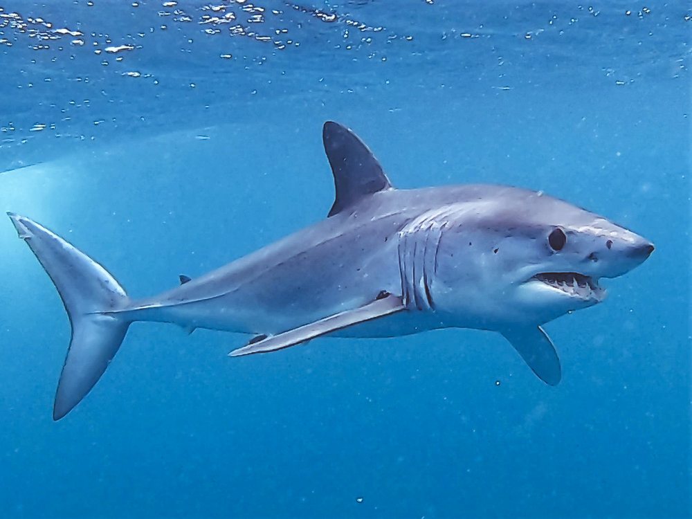 Shortfin mako (Isurus oxyrinchus)