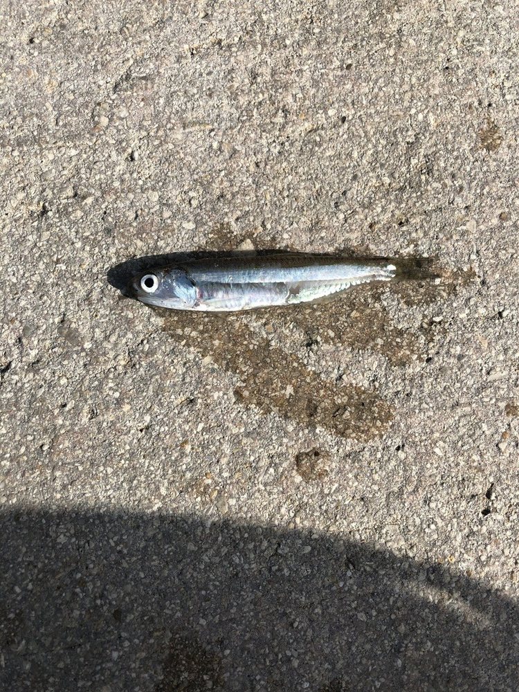 Shortfinger anchovy (Anchoa lyolepis)