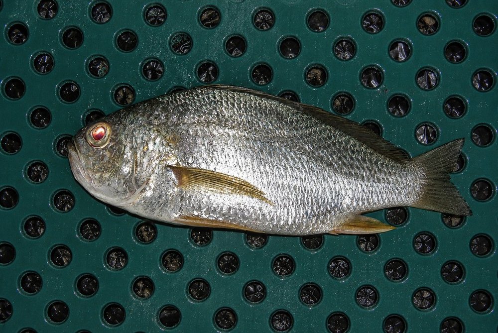 Shorthead drum (Larimus breviceps)