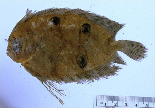 Gastropsetta frontalis (Gastropsetta frontalis)