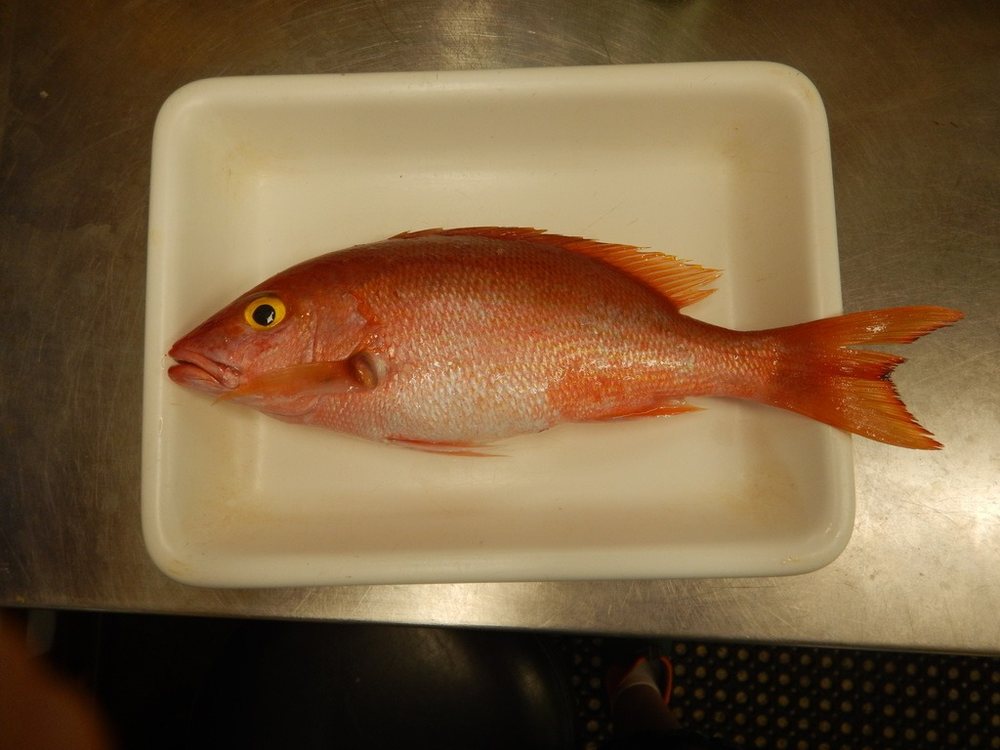 Silk snapper (Lutjanus vivanus)