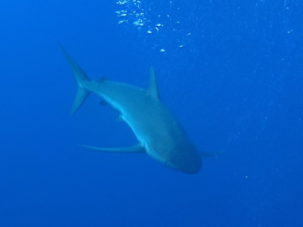 Tiburón jaquetón (Carcharhinus falciformis)
