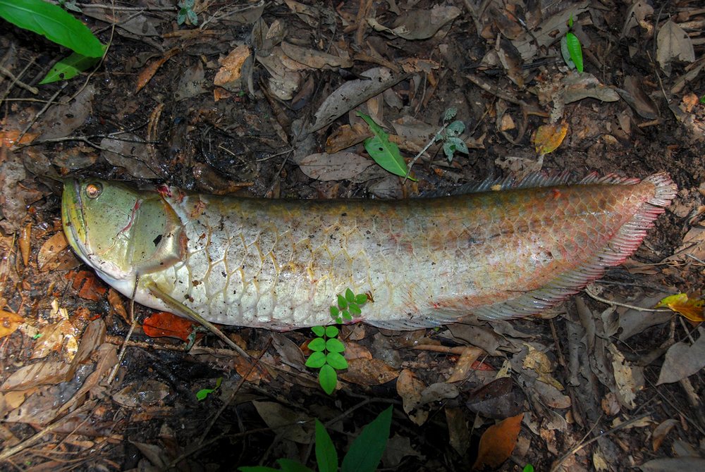 Silver arowana (Osteoglossum bicirrhosum)