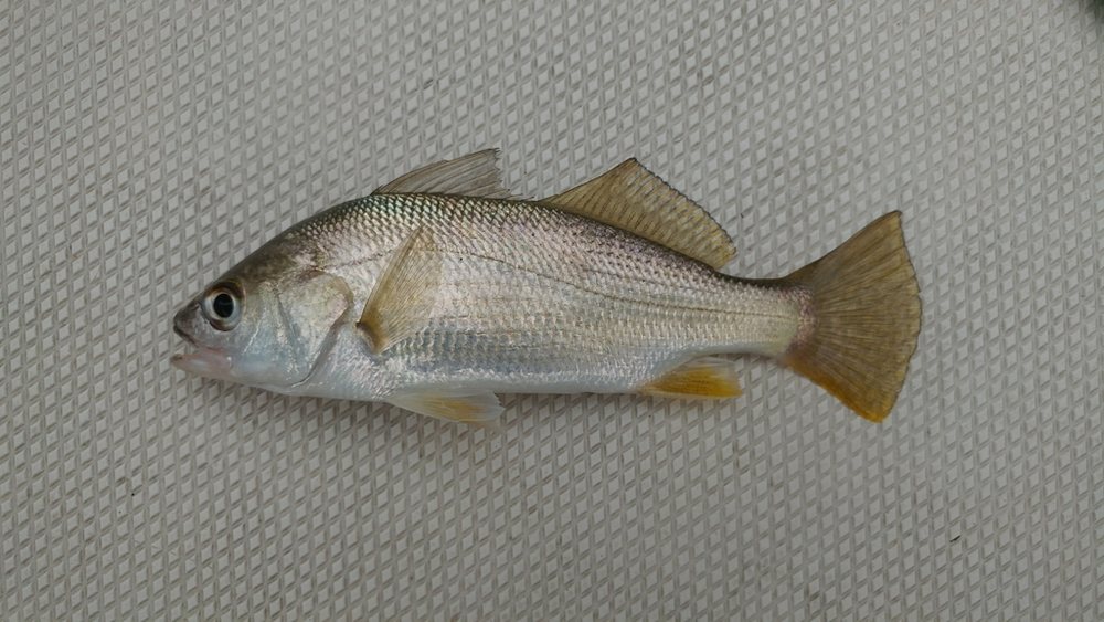 Corvineta plateada (Bairdiella chrysoura)