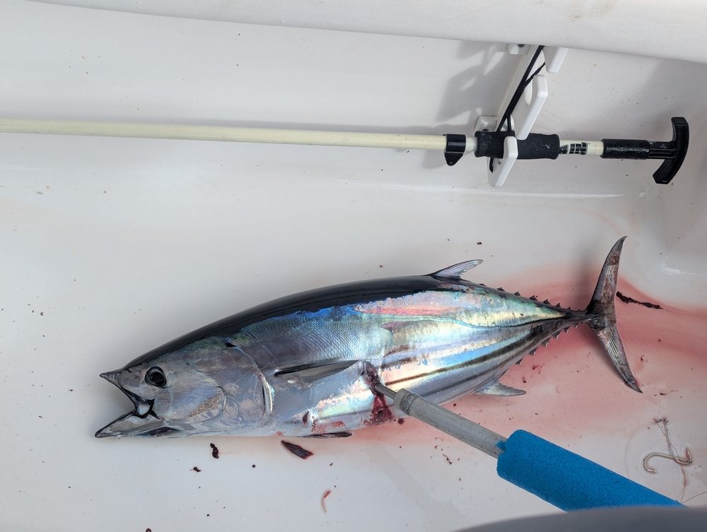 Listado (bonito) (Katsuwonus pelamis)