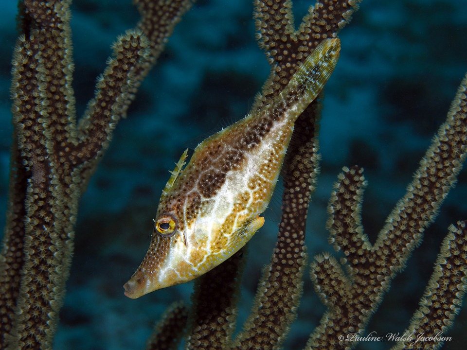 Pez ballesta (Spain), Lija reticulada (Cuba) (Monacanthus tuckeri)