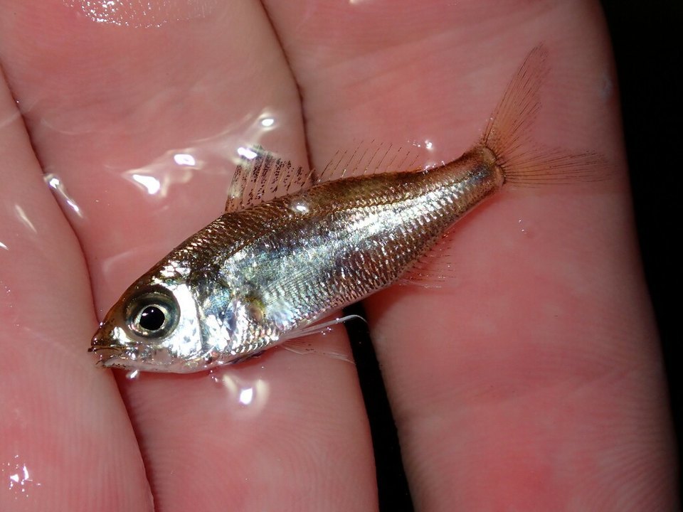 Mojarrita esbelta (Eucinostomus jonesii)