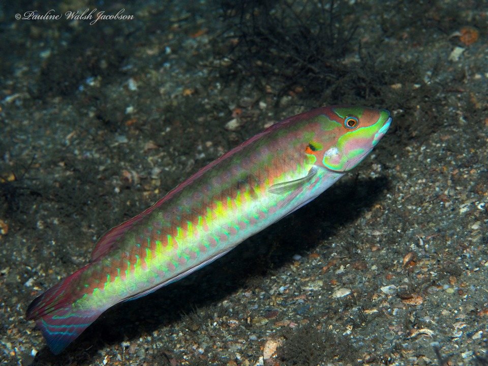 Slippery dick (Halichoeres bivittatus)