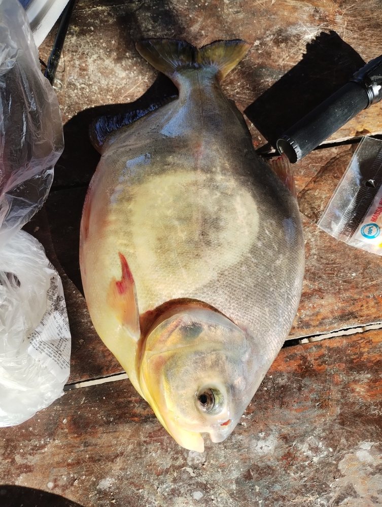 Pacu (Piaractus mesopotamicus)