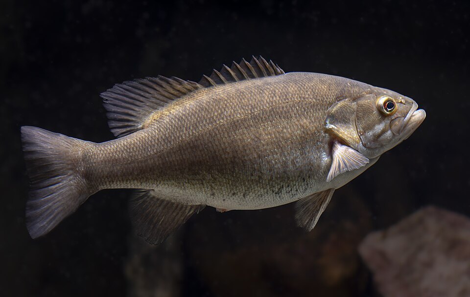 Smallmouth bass (Micropterus dolomieu)