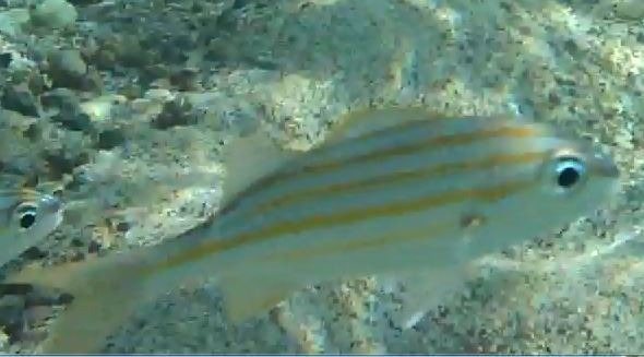 Smallmouth grunt (Brachygenys chrysargyreum)