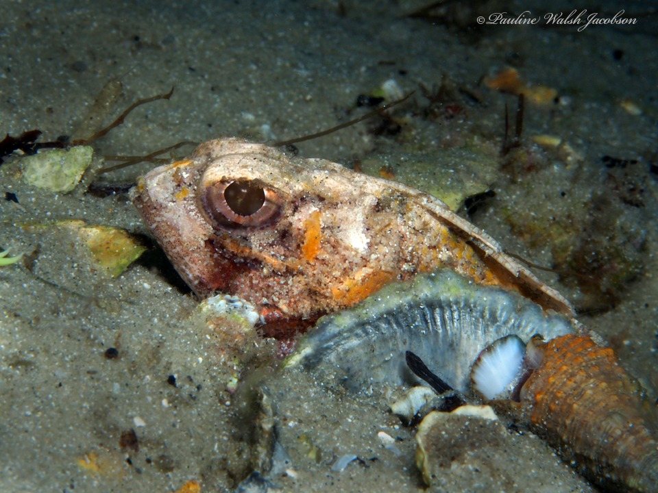 Smoothhead scorpionfish (Scorpaena calcarata)
