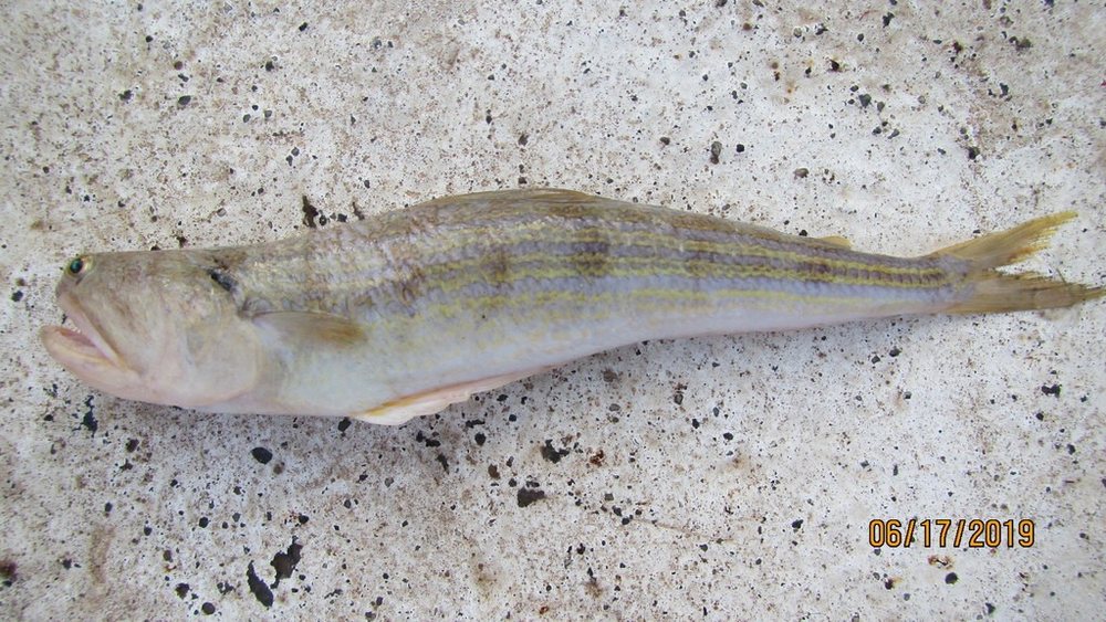 Lagarto ñato (Trachinocephalus myops)