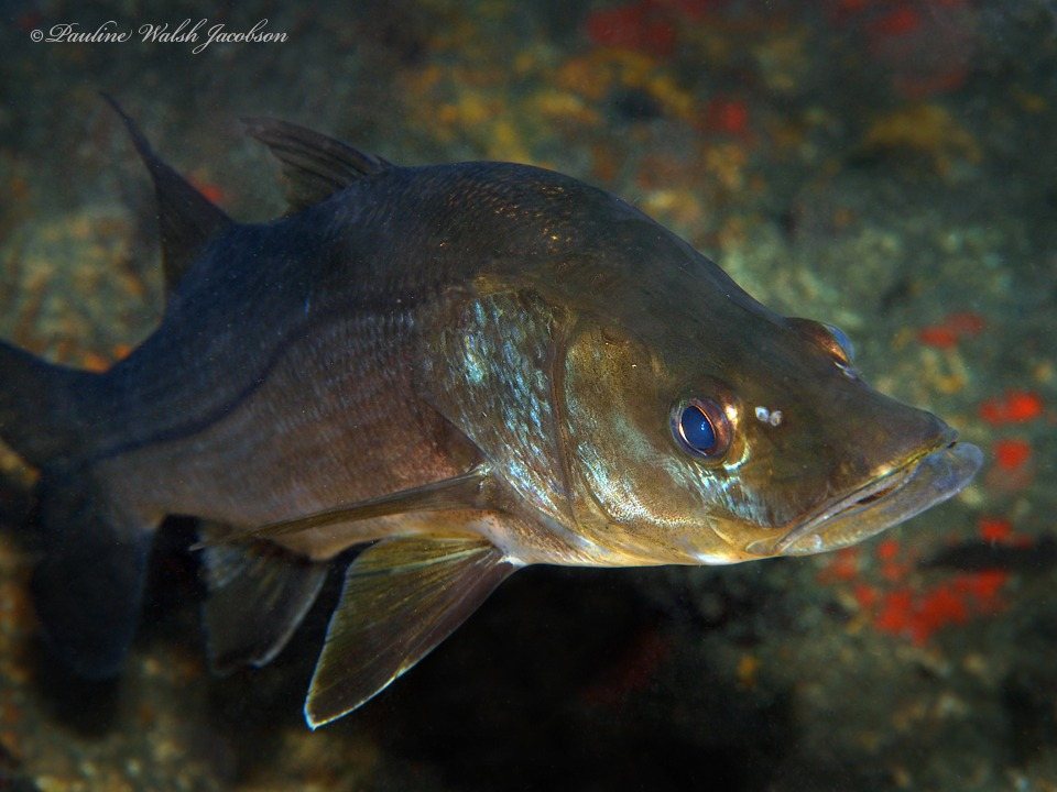 Róbalo (Centropomus undecimalis)