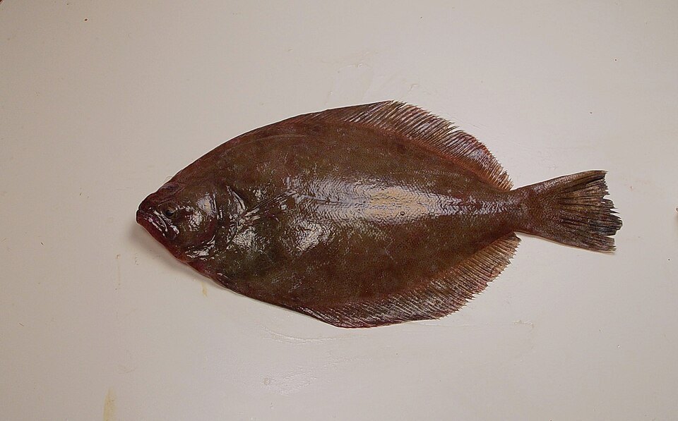 Lenguado del sur (Paralichthys lethostigma)