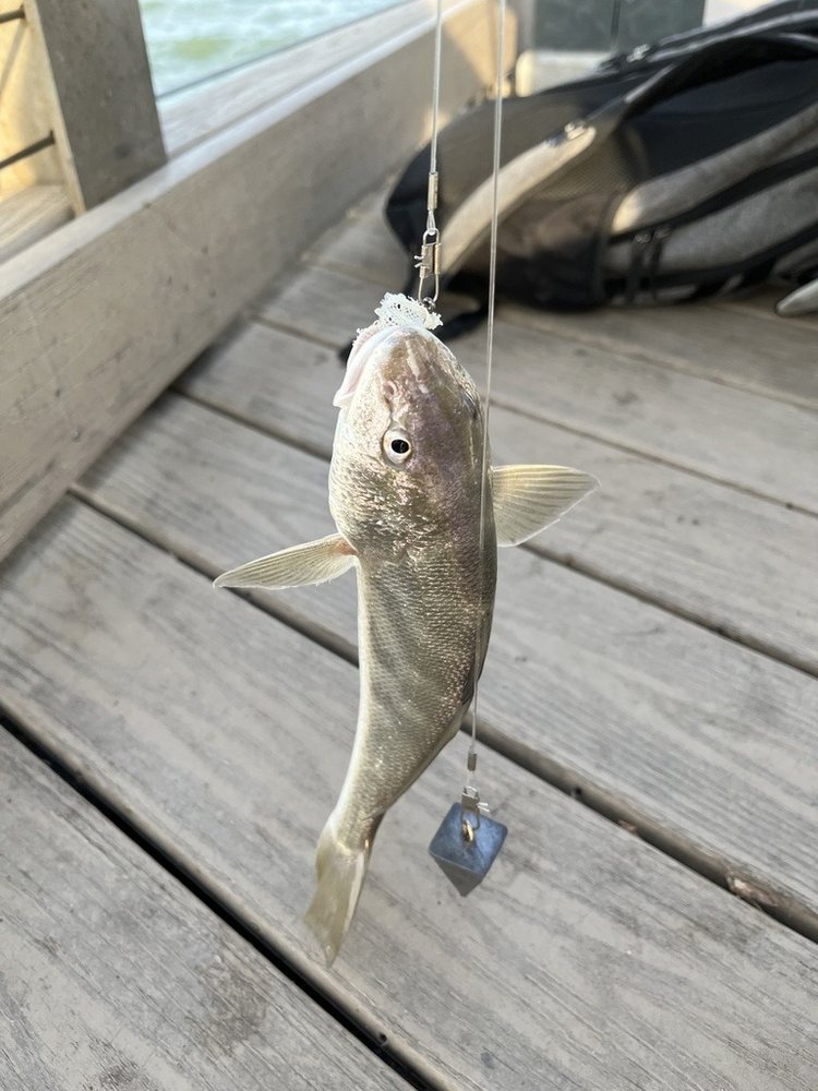 Southern kingcroaker (Menticirrhus americanus)