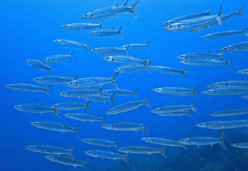 Southern sennet (Sphyraena picudilla)