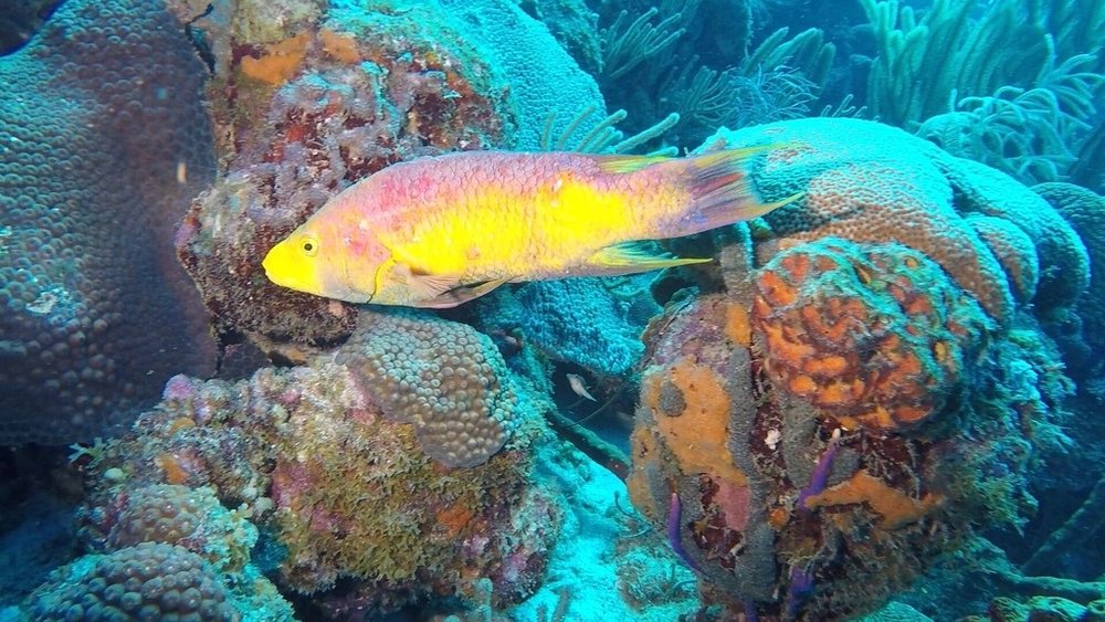 Vieja colorada (Bodianus rufus)