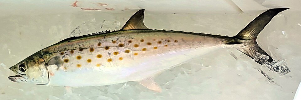 Spanish mackerel