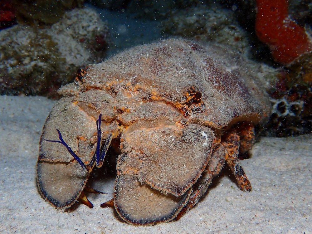 Spanish slipper lobster (Scyllarides aequinoctialis)