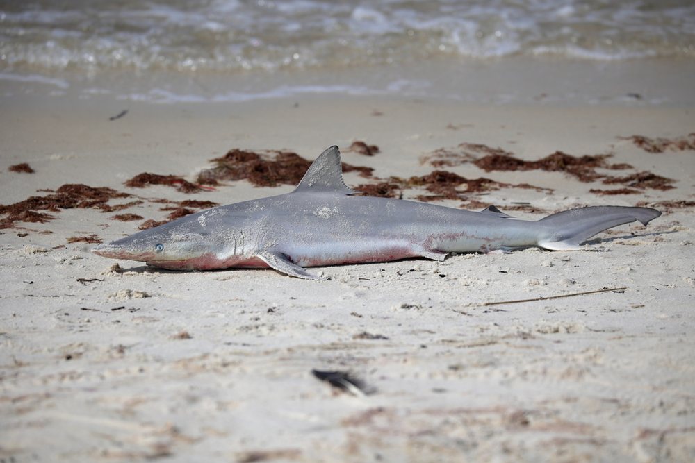Spinner shark (Carcharhinus brevipinna)